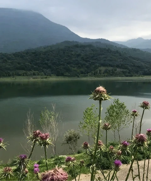 _