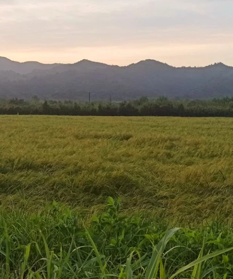 _