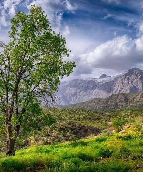 _