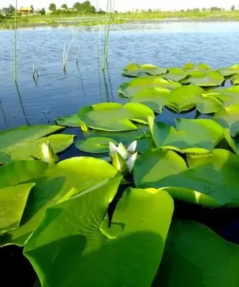 _