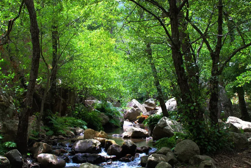 جنگل انجیلی - تصویر 2