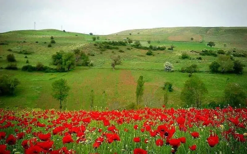 ییلاق دیلمان - تصویر 7