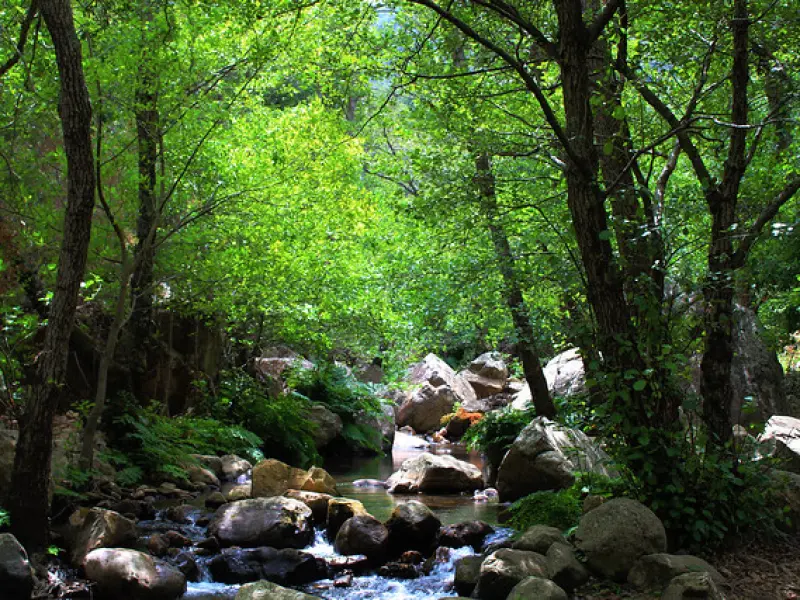 جنگل انجیلی - تصویر 2