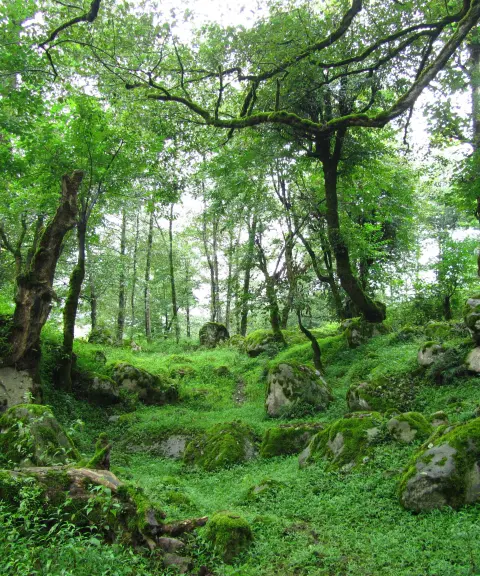 جنگل سه هزار، مازندران