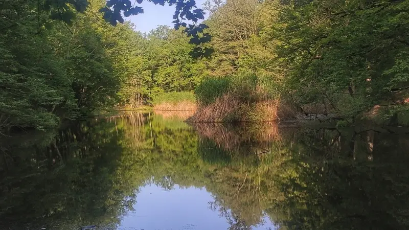 مرداب قره کله - تصویر 2
