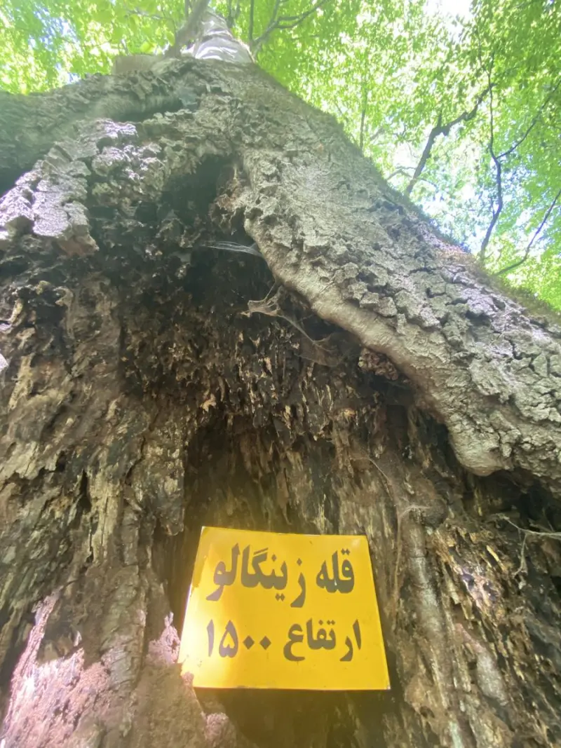 قله جنگلی زینگالو - تصویر 7