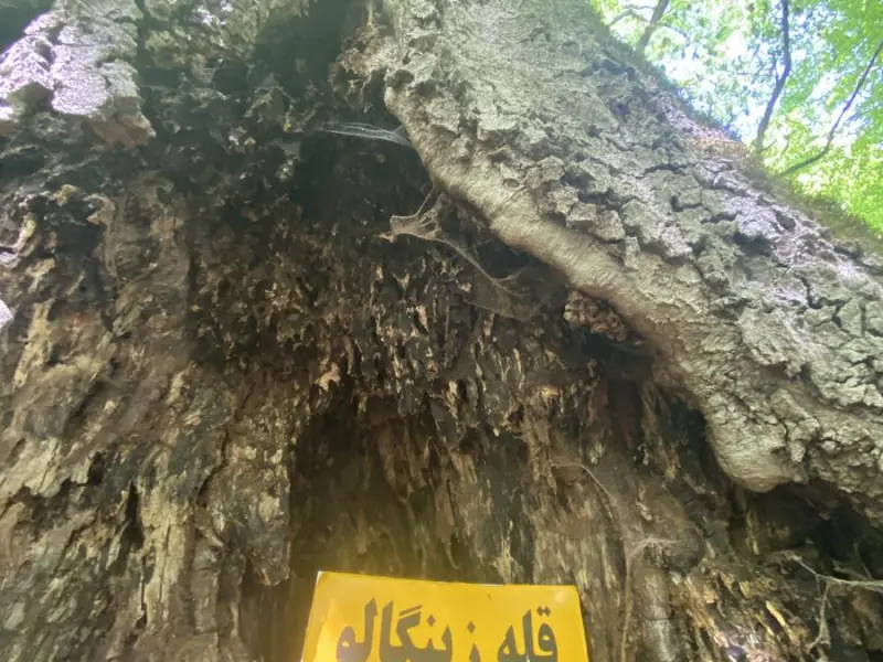 قله جنگلی زینگالو - تصویر 7