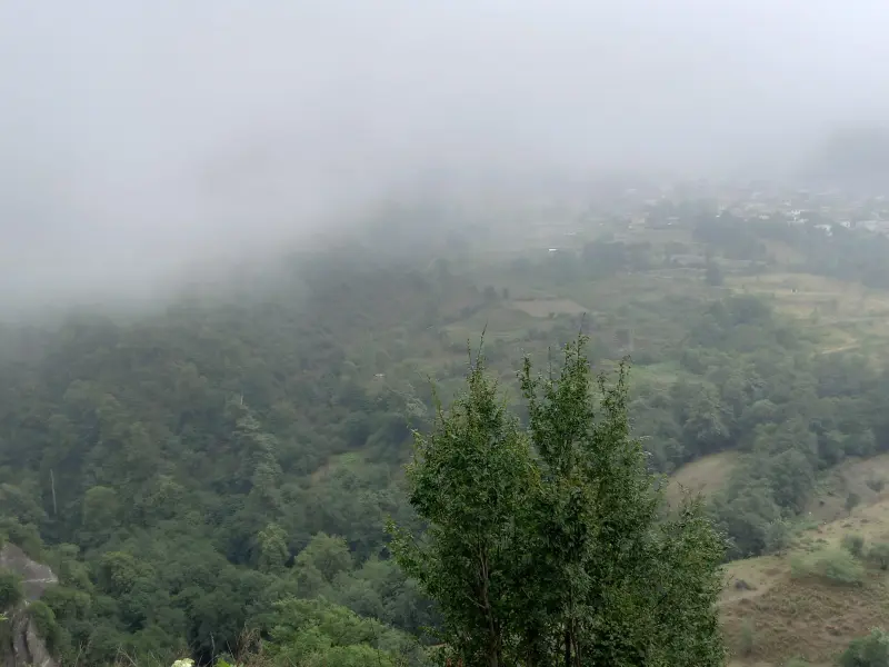 جنگل لاویج