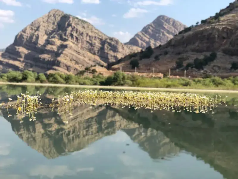 دشت شیمبار - تصویر 2