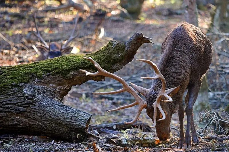 پناهگاه حیات‌وحش سمسکنده - تصویر 2