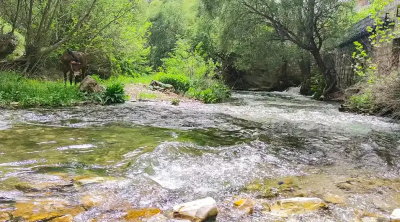 روستای سفید برگ - تصویر 5