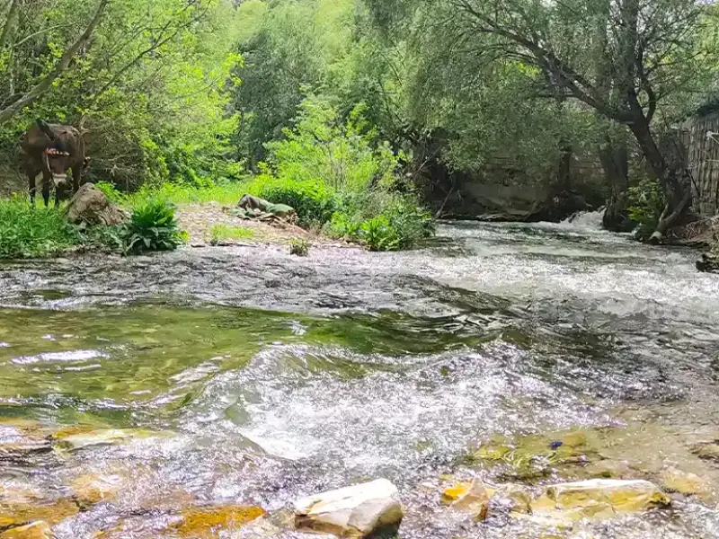روستای سفید برگ - تصویر 5
