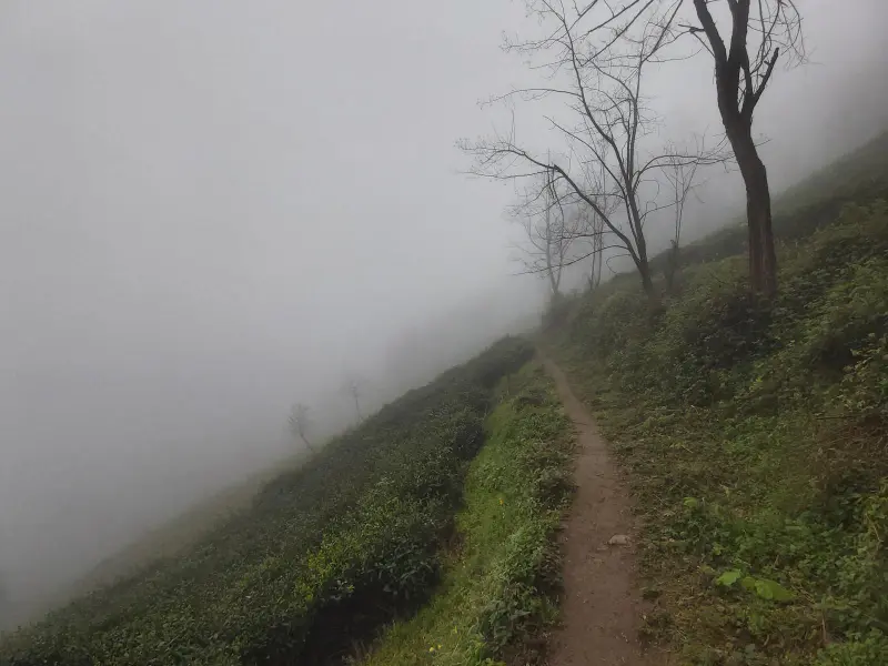 جنگل تاریک ورف چالون - تصویر 1