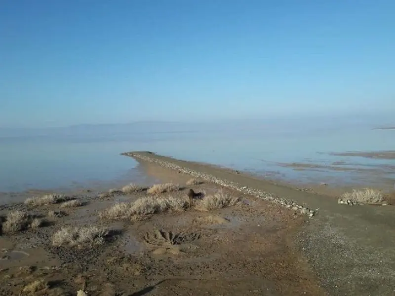 تالاب کجی نمکزار - تصویر 2