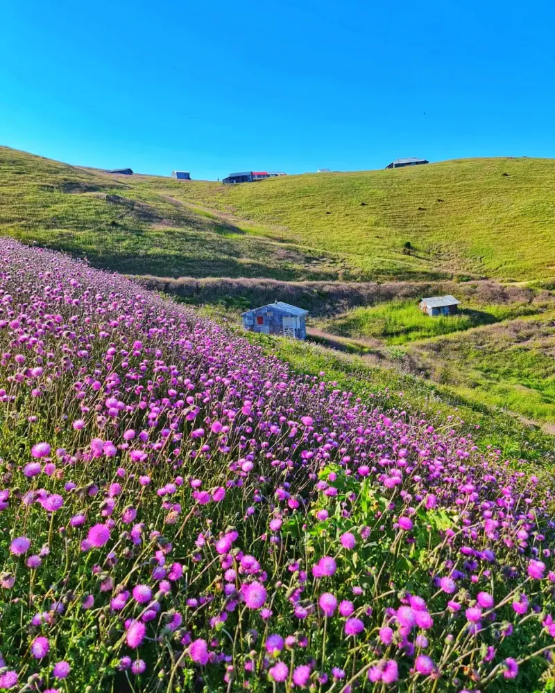 ییلاق سلانسر - تصویر 1