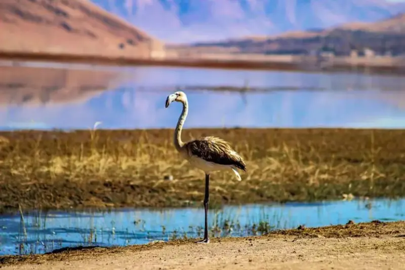 تالاب چغاخور - تصویر 8