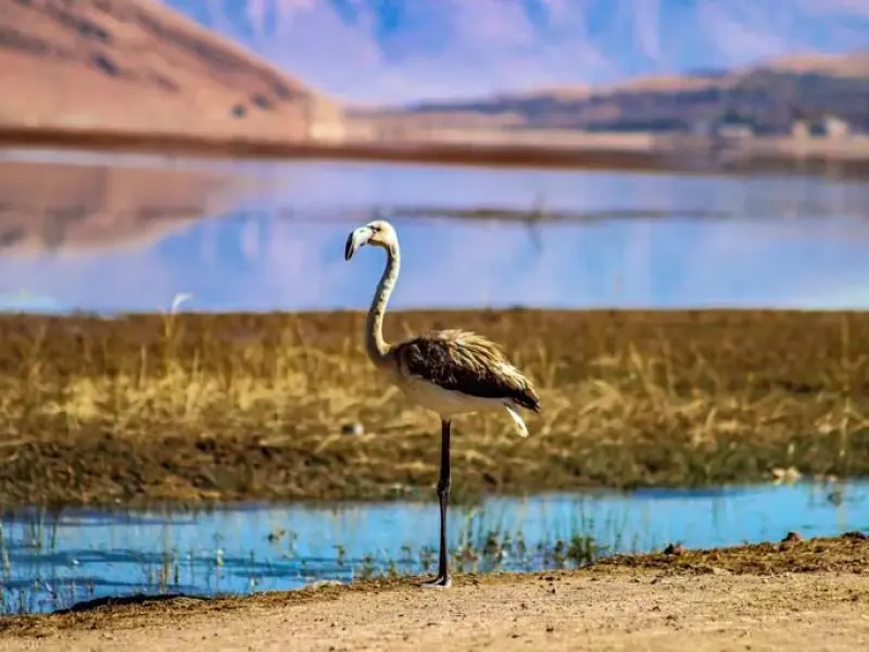 تالاب چغاخور - تصویر 8