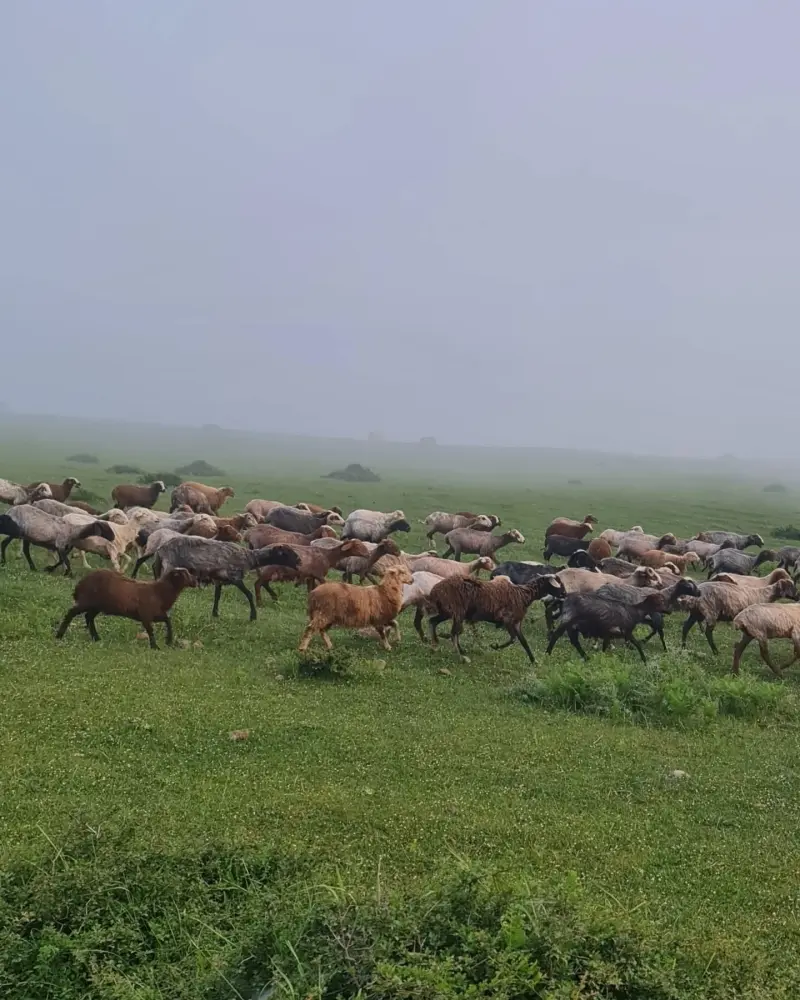 روستای دادوکلا - تصویر 3