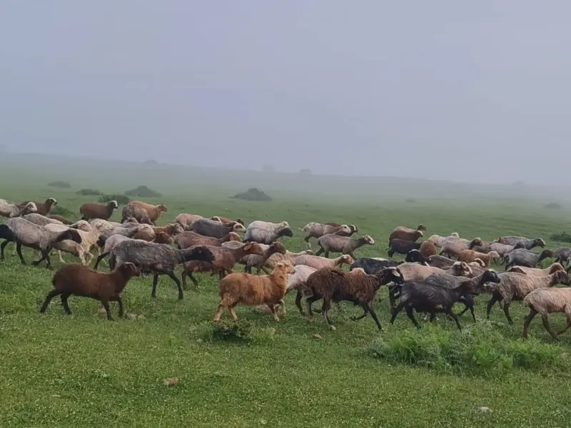 روستای دادوکلا - تصویر 3