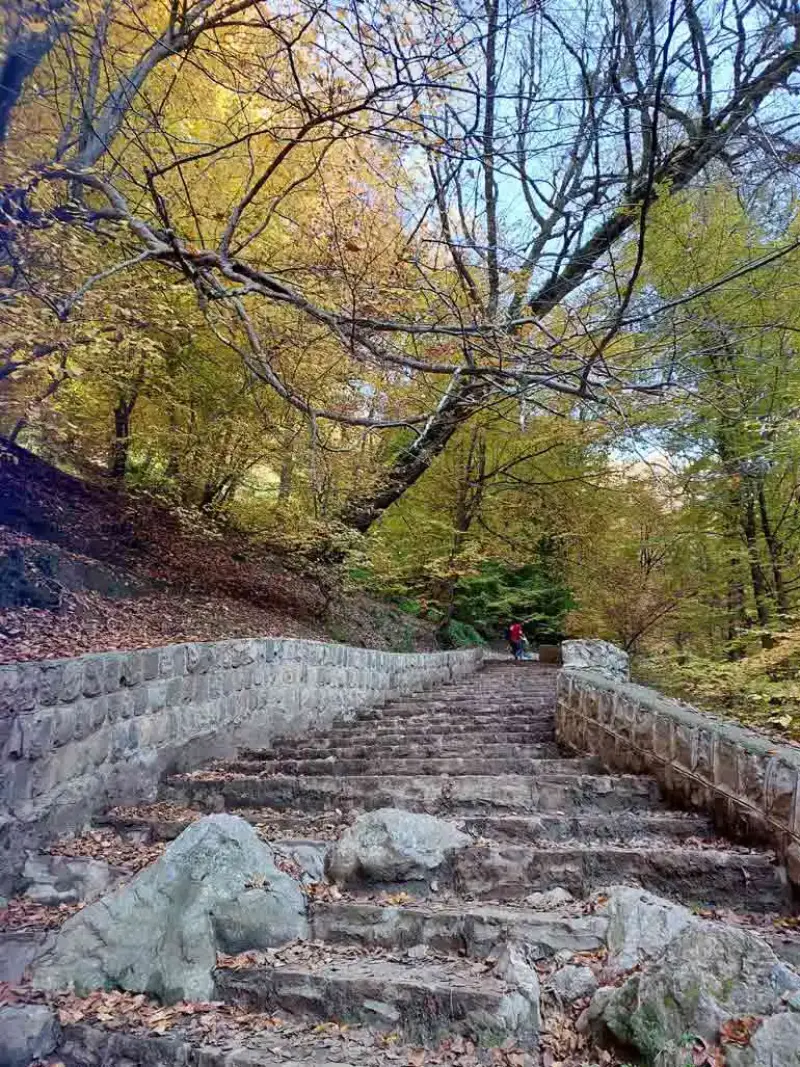 جنگل کبودوال - تصویر 2
