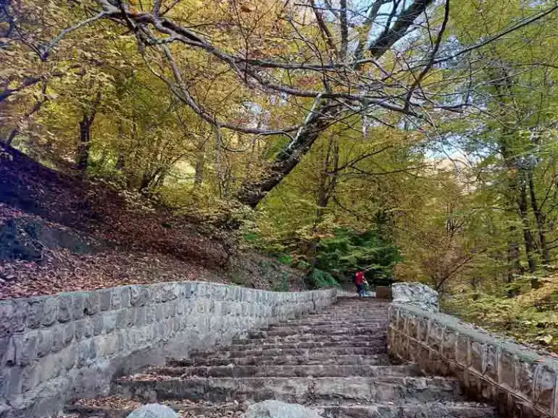 جنگل کبودوال - تصویر 2