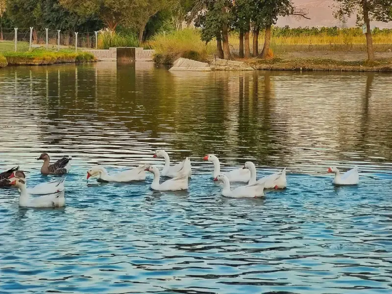 تالاب گلمرز - تصویر 6
