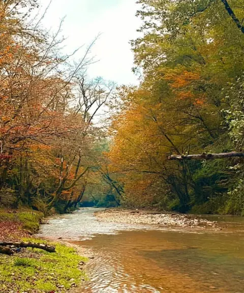 جنگل بلیران، مازندران