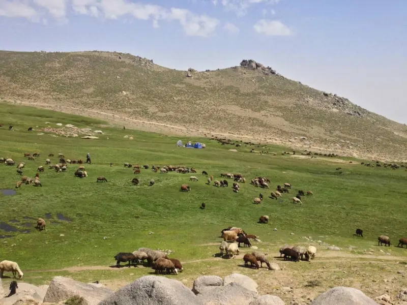 تخت نادر - تصویر 4