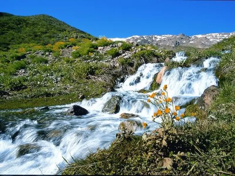 چشمه میشی