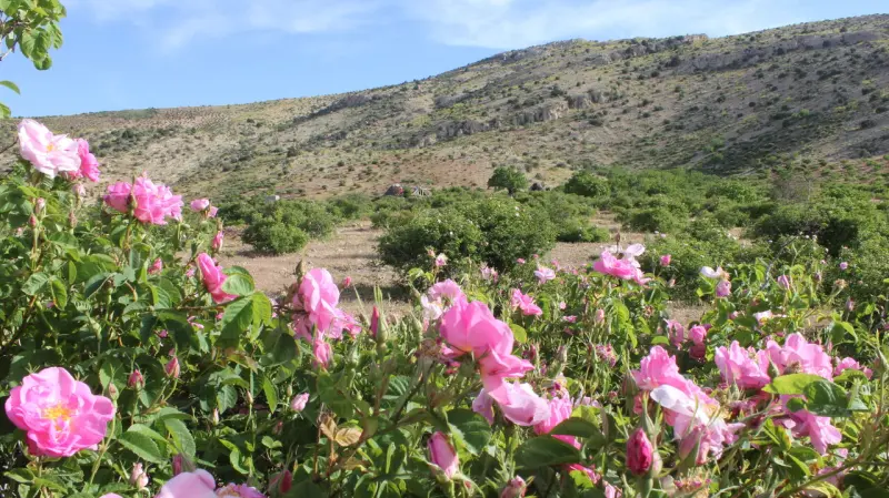 تنگ لای زنگان - تصویر 2