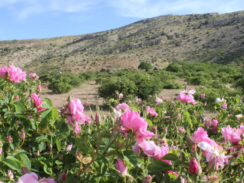 تنگ لای زنگان - تصویر 2