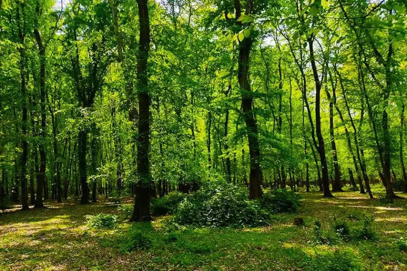 جنگل بونده - تصویر 5
