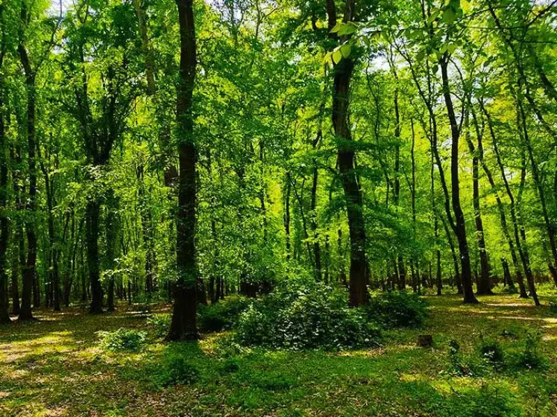جنگل بونده - تصویر 5
