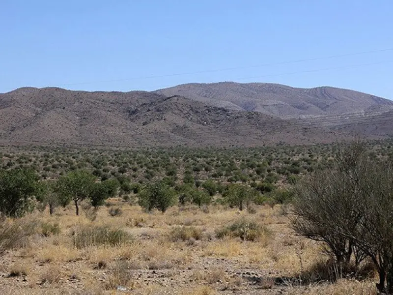 جنگل بناب ارسنجان - تصویر 5
