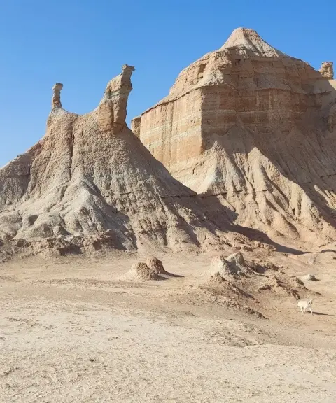 کلوت پودل، بوشهر