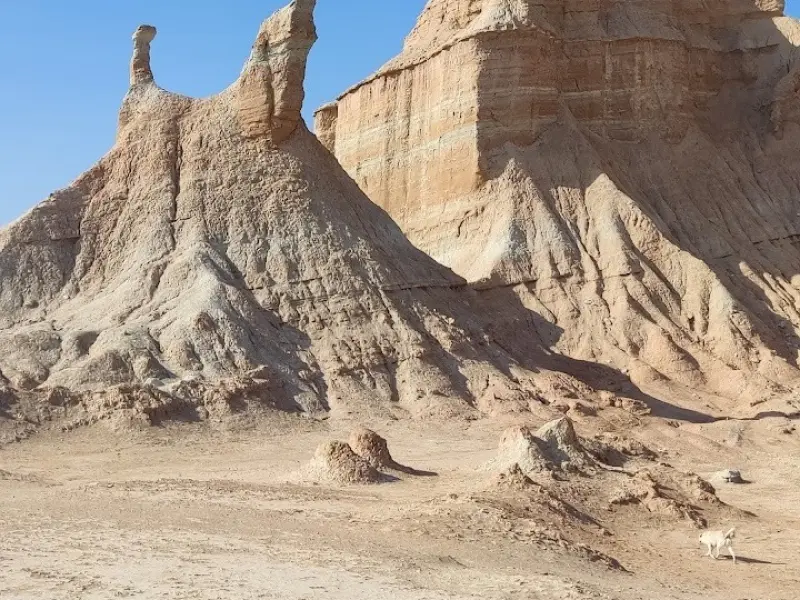 کلوت پودل