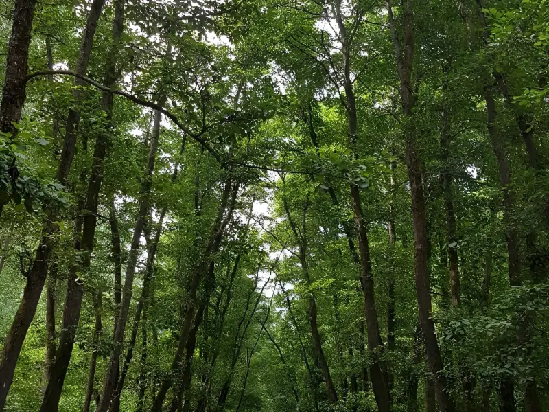 روستای صفرابسته