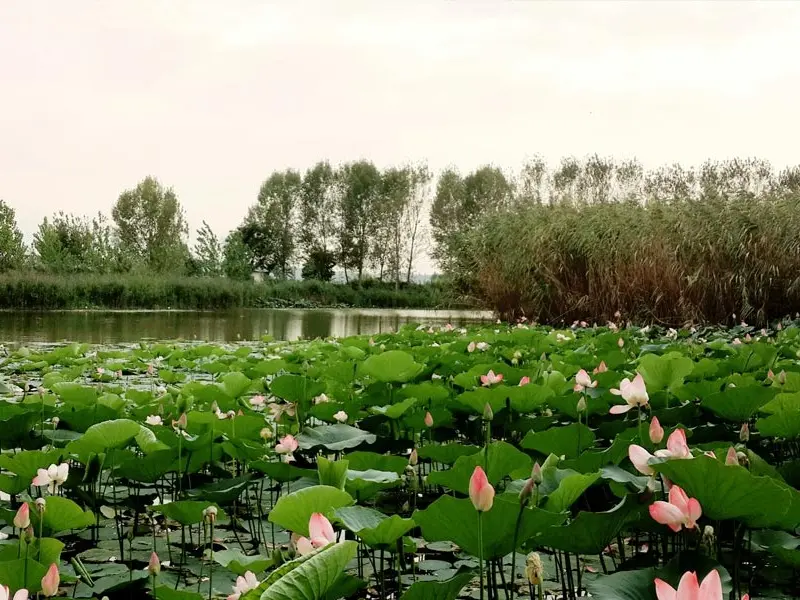 دریاچه نیلوفر آبی