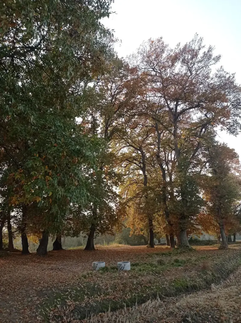 پارک جنگلی زاهدکلا - تصویر 11