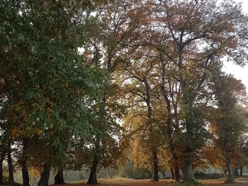 پارک جنگلی زاهدکلا - تصویر 11