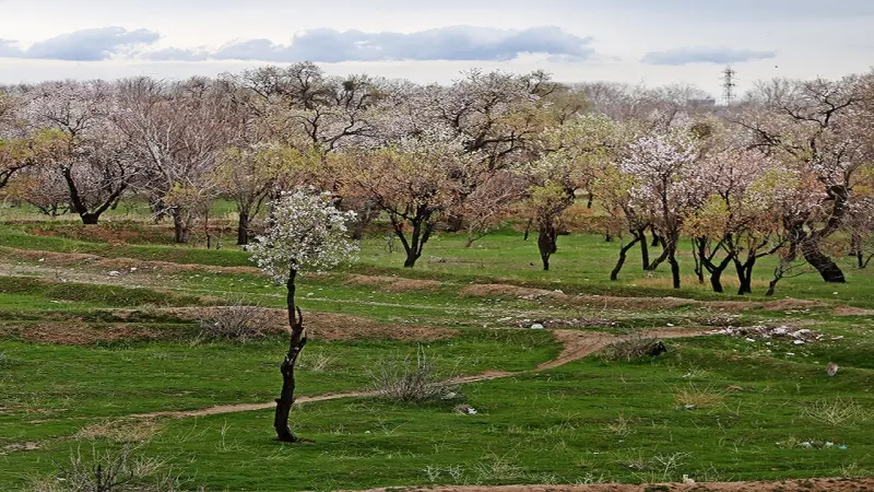 باغستان سنتی قزوین - تصویر 1