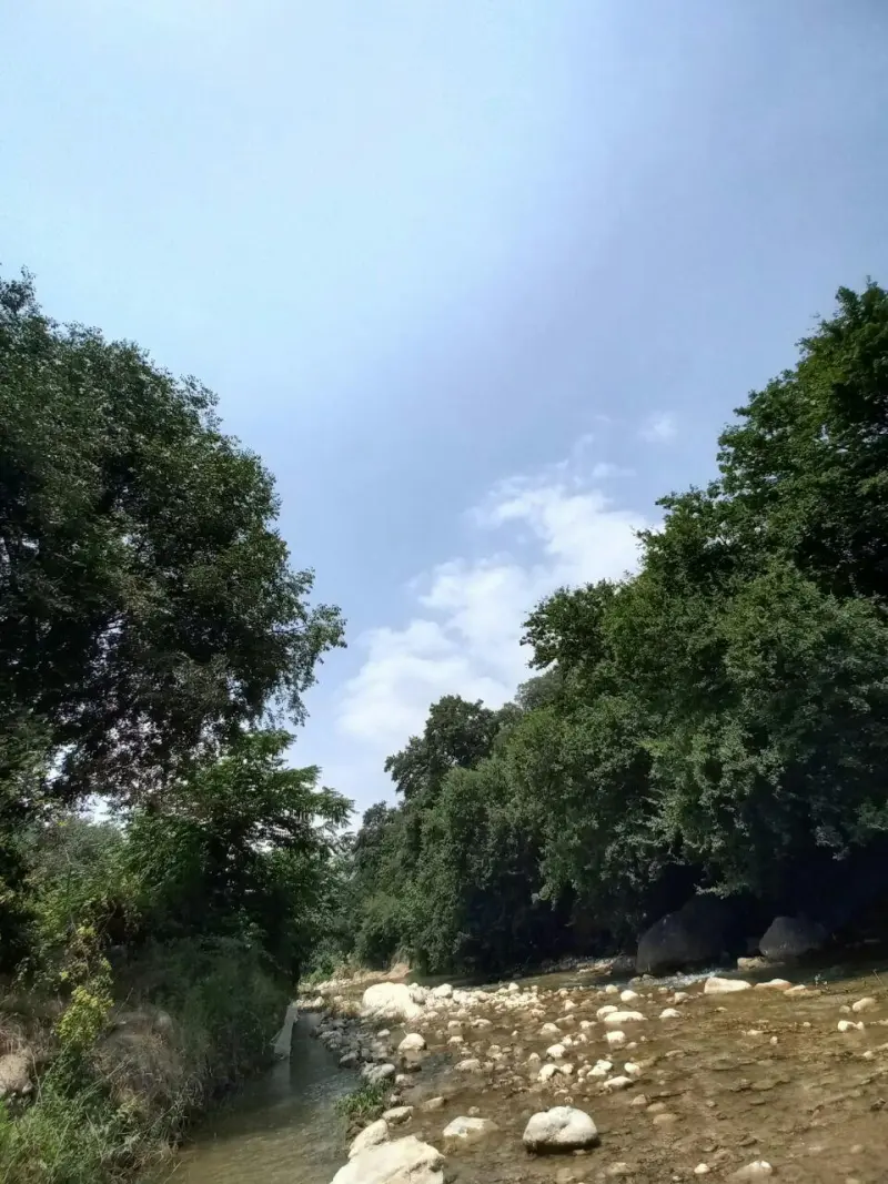 جنگل چهل چای - تصویر 4