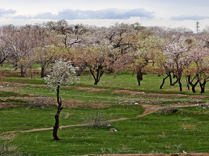 باغستان سنتی قزوین - تصویر 1