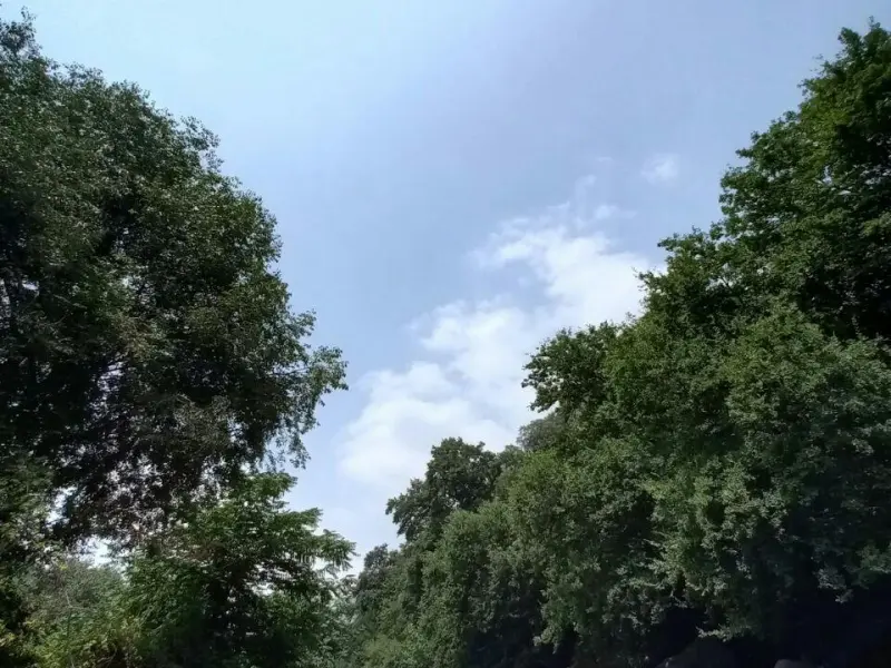 جنگل چهل چای - تصویر 4