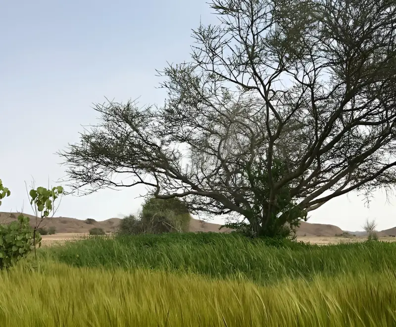 دشت بوخو - تصویر 1