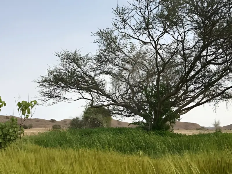 دشت بوخو - تصویر 1