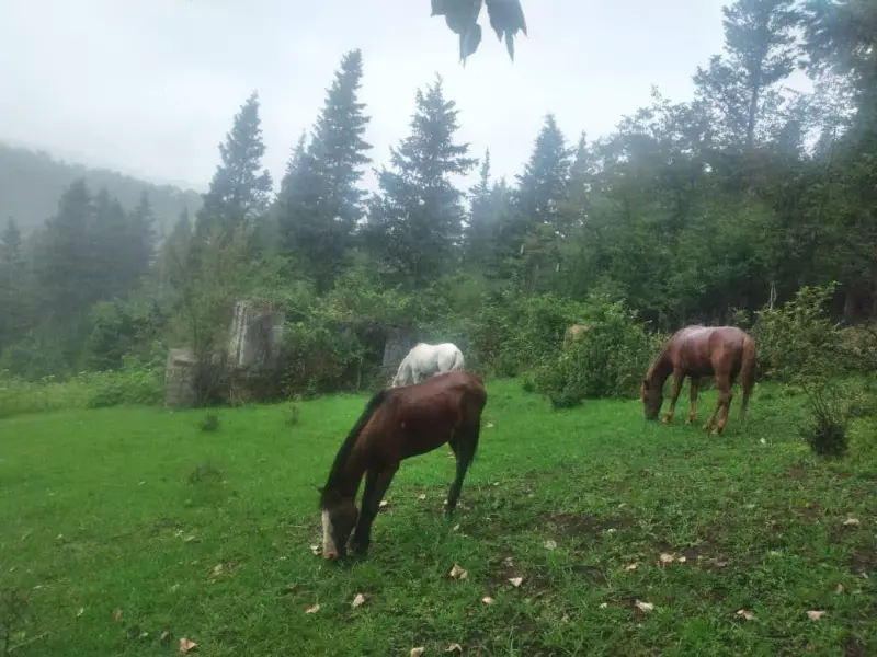 روستای سینوا - تصویر 1