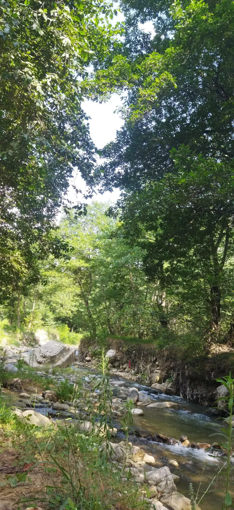 جنگل چهل چای - تصویر 6