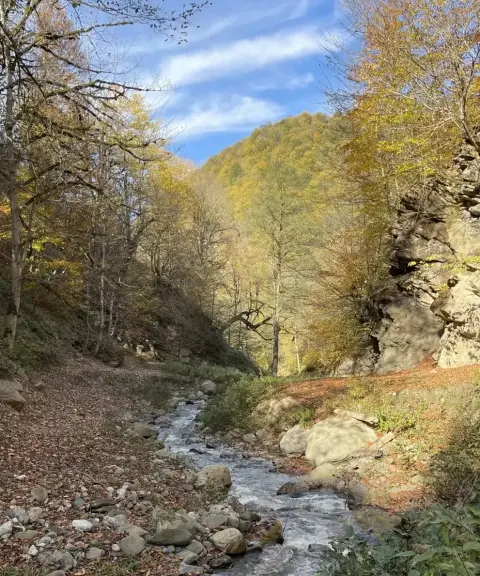 جنگل تیار، مازندران
