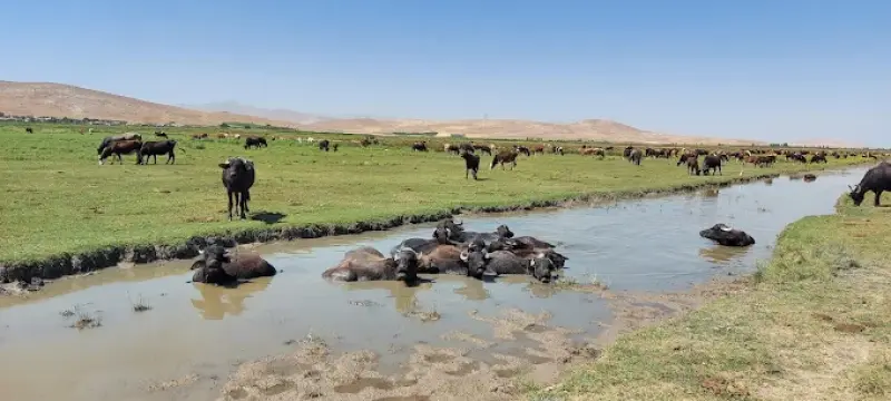 تالاب کانی برازان‎ - تصویر 5